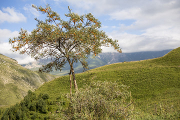 Горный пейзаж, Дерево на фоне живописных гор, природа Северного Кавказа