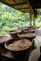 Kaffeeplantage in Bali