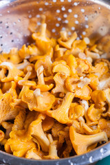 Chanterelle