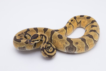 ball python snake on white background