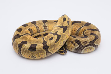 ball python snake on white background