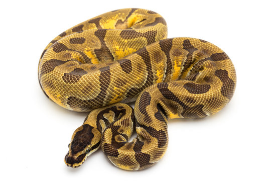 ball python snake on white background