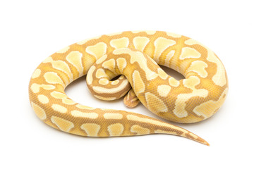 ball python snake reptile