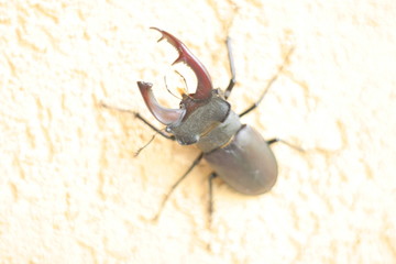 ant on black background