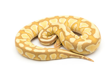 ball python snake reptile