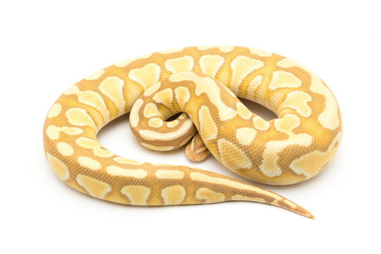 ball python snake reptile