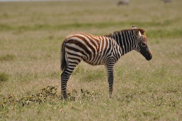 Zebra cub