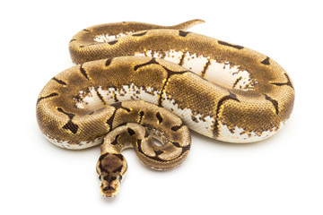 ball python snake reptile