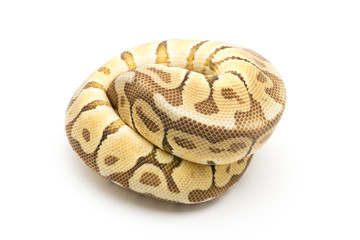 ball python snake reptile