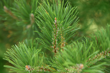 Fototapeta premium Beautiful pine tree branches, closeup. Christmas concept