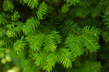 Beautiful silver fir branches, closeup. Christmas concept
