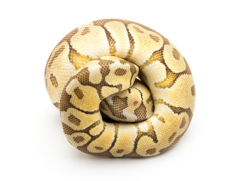 ball python snake reptile