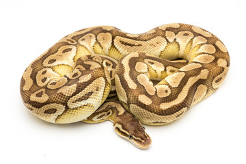 ball python snake reptile