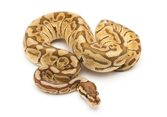 ball python snake reptile