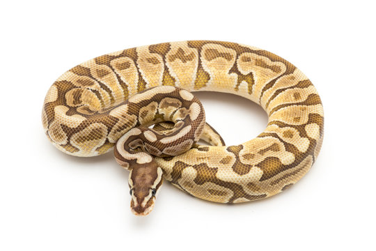 ball python snake reptile