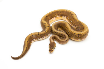 ball python snake reptile