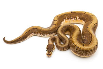 ball python snake reptile