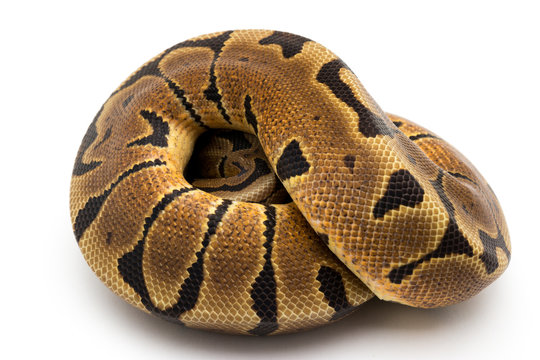 ball python snake reptile