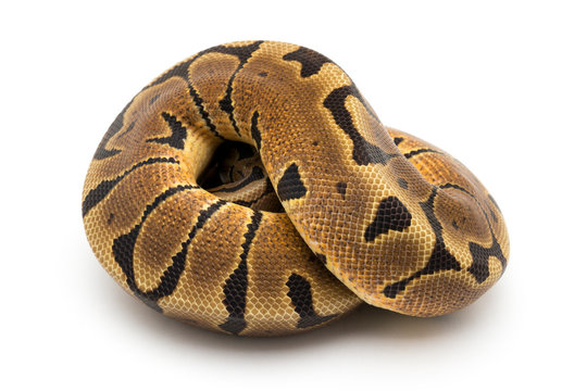 ball python snake reptile