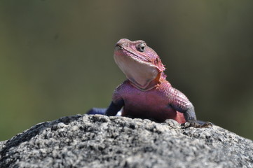 lizard