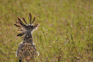 Secretary bird