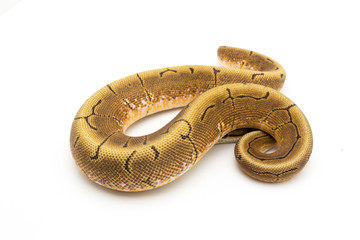 ball python snake reptile