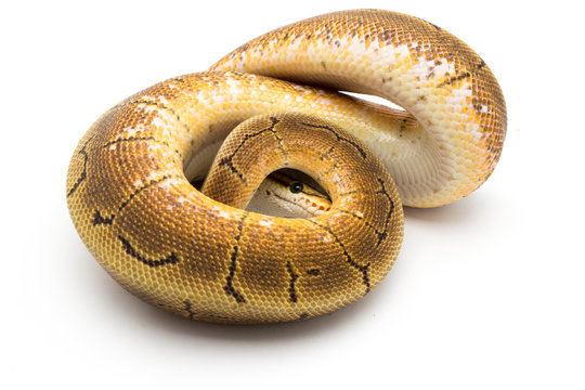 ball python snake reptile