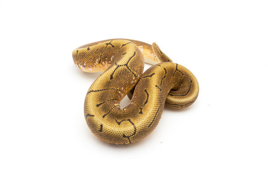 ball python snake reptile