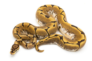 ball python snake reptile