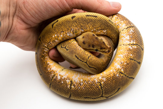 ball python snake reptile