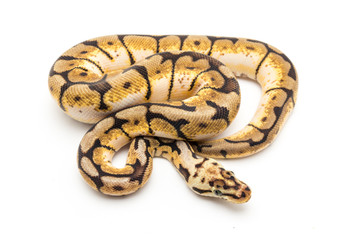 ball python snake reptile
