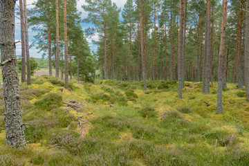 green forest of the Scottish Highlands in summer