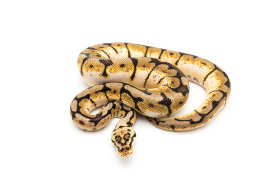 ball python snake reptile