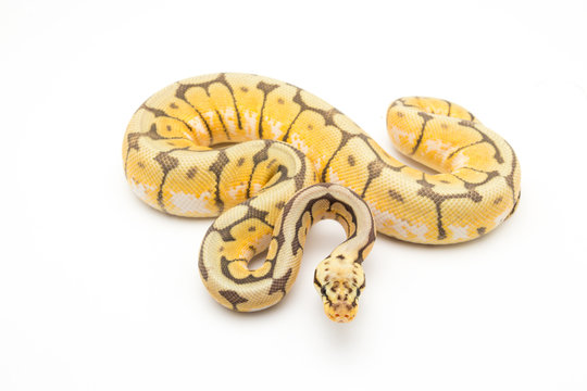 ball python snake reptile
