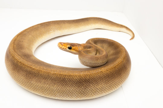 ball python snake reptile