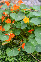 nasturtium