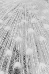 Fototapeta premium Close-up of leucistic Indian Peacock's (Indian peafowl or blue peafowl (Pavo cristatus)) feathers in black and white.