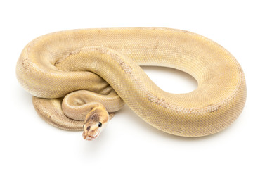 ball python snake reptile