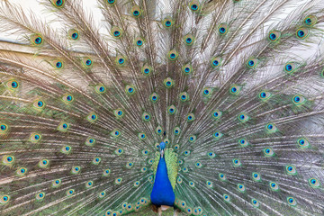 Obraz premium Colorful Peacock (Indian peafowl or blue peafowl (Pavo cristatus)) displaying, viewed from the front. 