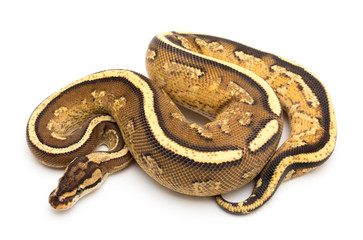 ball python snake reptile
