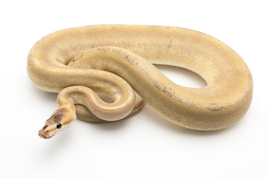 ball python snake reptile