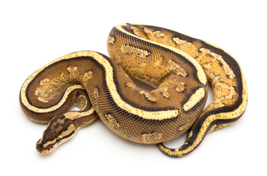 ball python snake reptile