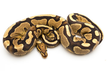 ball python snake reptile