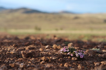 small flowers grow in wild steppe in Russia near lake Baikal, June 2017