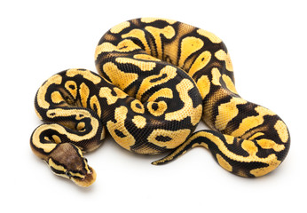 ball python snake reptile