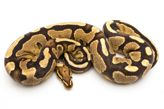 ball python snake reptile