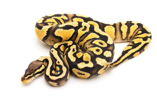 ball python snake reptile