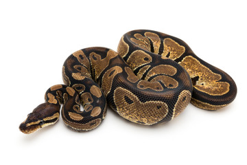 ball python snake reptile