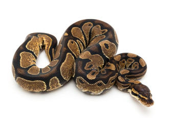 Obraz premium ball python snake reptile