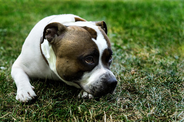 staffordshire bull terrier dog sad lies on the green grass